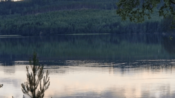 En stilla sjö med reflektioner av skogen runt omkring, omgiven av gröna träd och en lugn atmosfär.