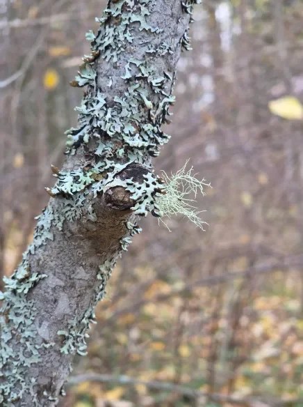 Närbild av en trädstam täckt med mossa och lavar i en skogsmiljö.